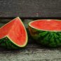 Purple Yellow Red White Blue Watermelon Fruits 40 Seeds