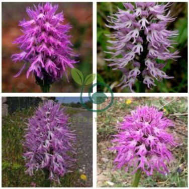 Orchis Italica Bonsai 200 Seeds