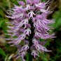 Orchis Italica Bonsai 200 Seeds