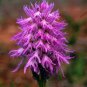 Orchis Italica Bonsai 200 Seeds
