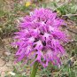 Orchis Italica Bonsai 200 Seeds