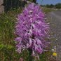 Orchis Italica Bonsai 200 Seeds