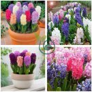 New Hyacinthus Orientalis Bonsai Hyacinth 100 Seeds