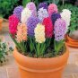 New Hyacinthus Orientalis Bonsai Hyacinth 100 Seeds