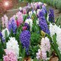 New Hyacinthus Orientalis Bonsai Hyacinth 100 Seeds