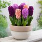 New Hyacinthus Orientalis Bonsai Hyacinth 100 Seeds