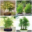 Bonsai Metasequoia Dawn Redwood Evergreen Ornamental Plants 100 Seeds