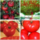 Heirloom Giant Tomato Tree 200 Seeds