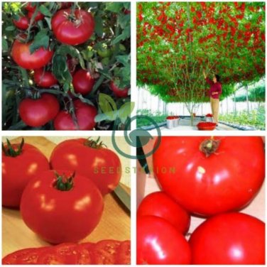 Heirloom Giant Tomato Tree 200 Seeds