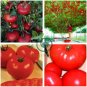 Heirloom Giant Tomato Tree 200 Seeds