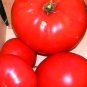 Heirloom Giant Tomato Tree 200 Seeds