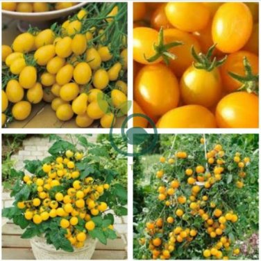 Cherry Tomato 'Yellow Grape' Fruit  200 Seeds