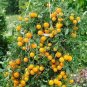 Cherry Tomato 'Yellow Grape' Fruit 200 Seeds