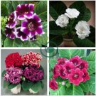 New 9 Colors Gloxinia Seeds Sinningia Gloxinia Flower 200 Seeds