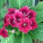 New 9 Colors Gloxinia Seeds Sinningia Gloxinia Flower 200 Seeds