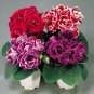 New 9 Colors Gloxinia Seeds Sinningia Gloxinia Flower 200 Seeds