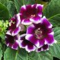 New 9 Colors Gloxinia Seeds Sinningia Gloxinia Flower 200 Seeds