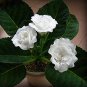 New 9 Colors Gloxinia Seeds Sinningia Gloxinia Flower 200 Seeds