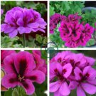 Geranium Fully Purple Double Petals Ball Typed Flowers 20 Seeds
