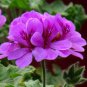 Geranium Fully Purple Double Petals Ball Typed Flowers 20 Seeds