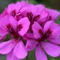 Geranium Fully Purple Double Petals Ball Typed Flowers 20 Seeds