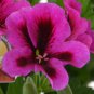 Geranium Fully Purple Double Petals Ball Typed Flowers 20 Seeds