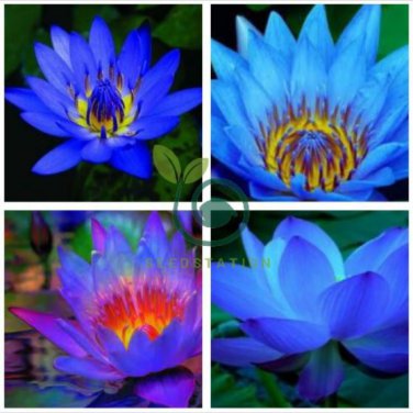 Dark Blue Nymphaea Caerulea China Water Lily Pad Flower Pond 2 Seeds