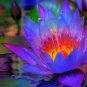 Dark Blue Nymphaea Caerulea China Water Lily Pad Flower Pond 2 Seeds