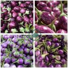 Thai Purple Mini Round Eggplant 200 Seeds