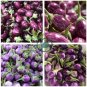 Thai Purple Mini Round Eggplant 200 Seeds