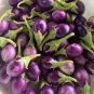 Thai Purple Mini Round Eggplant 200 Seeds