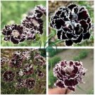 Black White Dianthus Chinensis Chianti Double Flowers 100 Seeds