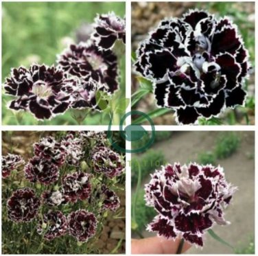Black White Dianthus Chinensis Chianti Double Flowers 100 Seeds
