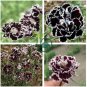 Black White Dianthus Chinensis Chianti Double Flowers 100 Seeds