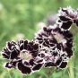 Black White Dianthus Chinensis Chianti Double Flowers 100 Seeds