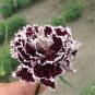 Black White Dianthus Chinensis Chianti Double Flowers 100 Seeds
