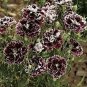 Black White Dianthus Chinensis Chianti Double Flowers 100 Seeds