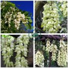 True White Colors Florida Velvet Bean Vine Garden Flower 10 Seeds