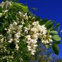 True White Colors Florida Velvet Bean Vine Garden Flower 10 Seeds