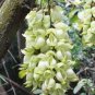 True White Colors Florida Velvet Bean Vine Garden Flower 10 Seeds