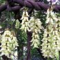 True White Colors Florida Velvet Bean Vine Garden Flower 10 Seeds