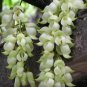 True White Colors Florida Velvet Bean Vine Garden Flower 10 Seeds