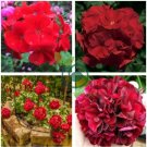 Geranium Black Rose Pelargonium 20 Seeds