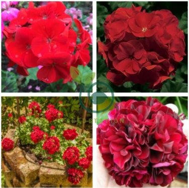 Geranium Black Rose Pelargonium 20 Seeds