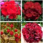 Geranium Black Rose Pelargonium 20 Seeds