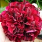 Geranium Black Rose Pelargonium 20 Seeds
