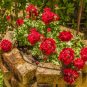 Geranium Black Rose Pelargonium 20 Seeds
