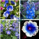 Hollyhock Flowers Dark Blue White Single Petals 80 Seeds