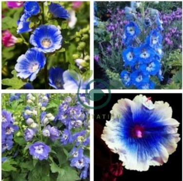 Hollyhock Flowers Dark Blue White Single Petals 80 Seeds