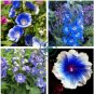 Hollyhock Flowers Dark Blue White Single Petals 80 Seeds
